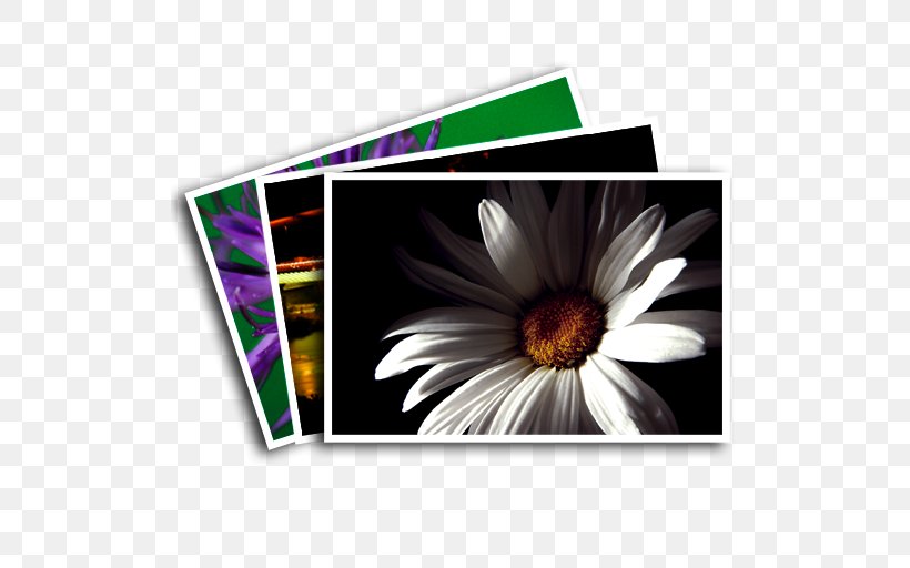 Daisy Family Rectangle Common Daisy, PNG, 512x512px, Daisy Family, Common Daisy, Family, Flower, Flowering Plant Download Free