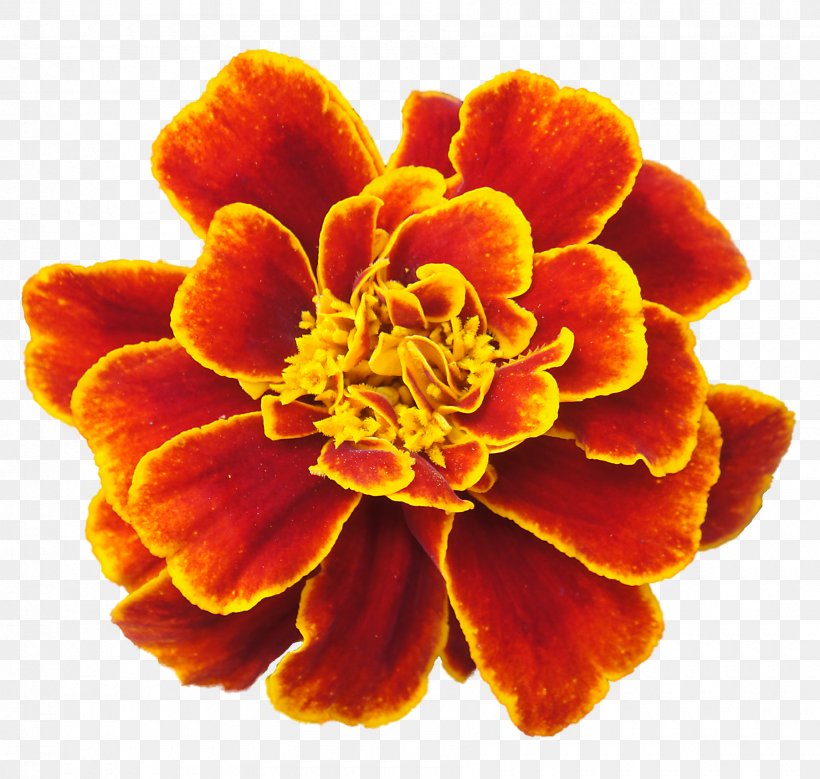 Mexican Marigold Flower Clip Art, PNG, 1800x1711px, Mexican Marigold, Annual Plant, Calendula Officinalis, Cartoon, Day Of The Dead Download Free