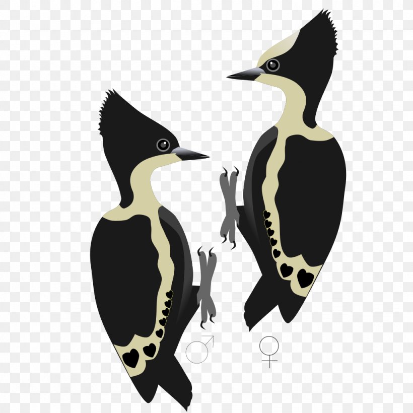 Penguin Ducks Waterfowl Bird, PNG, 1024x1024px, Penguin, Beak, Bird, Ducks, Family Download Free