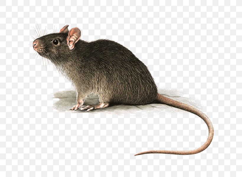 Rat Mouse Image Photograph Desktop Wallpaper, PNG, 800x600px, Rat, Animal, Dormouse, Fauna, Gerbil Download Free