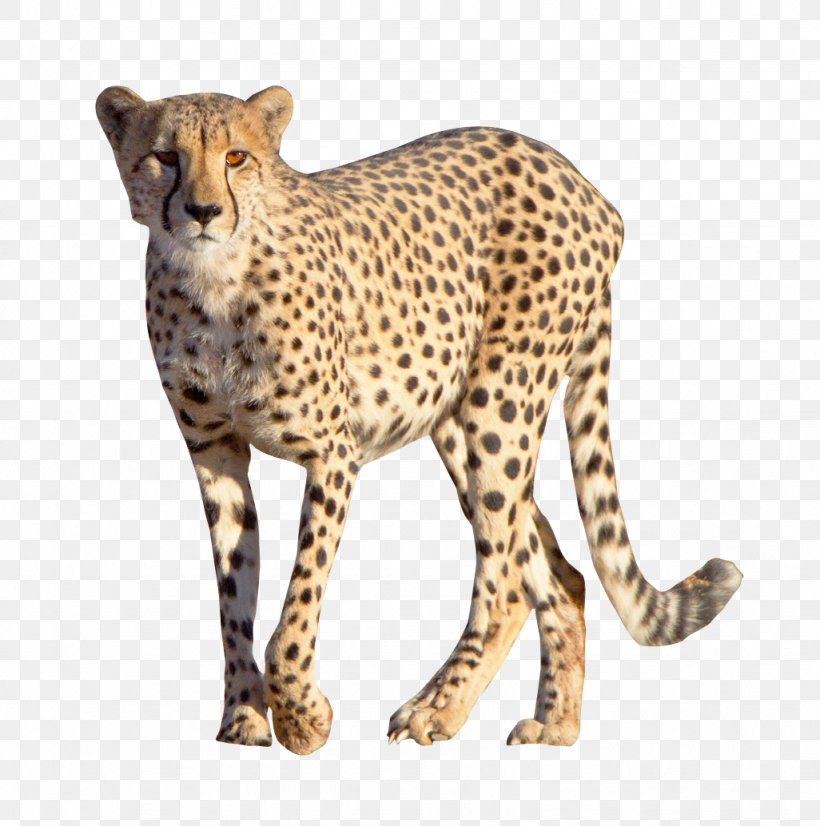 Cheetah Leopard, PNG, 1026x1034px, Cheetah, Big Cats, Carnivoran, Cat Like Mammal, Clothing Download Free