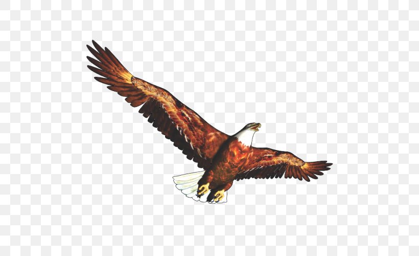 Clip Art, PNG, 500x500px, Document, Accipitriformes, Bald Eagle, Beak, Bird Download Free