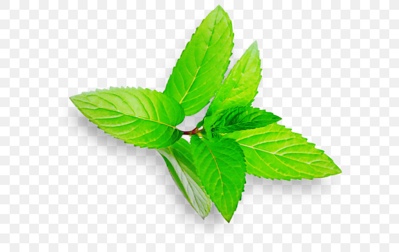 Leaf Green Plant Flower Herb, PNG, 629x518px, Leaf, Flower, Green, Hemp Family, Herb Download Free