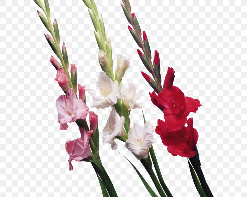 Scarlet Gladiolus Cut Flowers Clip Art, PNG, 600x655px, Scarlet Gladiolus, Artificial Flower, Cut Flowers, Floral Design, Floristry Download Free