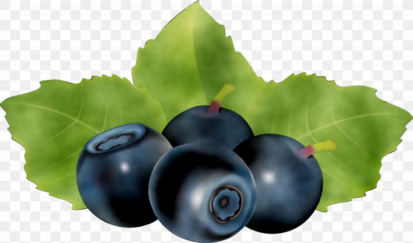 Bilberry Blueberry Huckleberry STXEA NR EUR Superfood, PNG, 6964x4106px, Bilberry, Berry, Blueberry, Chokeberry, Currant Download Free