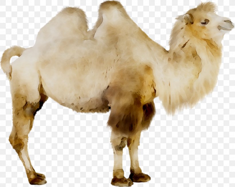 Camel GIF Royalty-free Image Stock Photography, PNG, 1600x1275px, Camel, Animal Figure, Arabian Camel, Bactrian Camel, Camelid Download Free