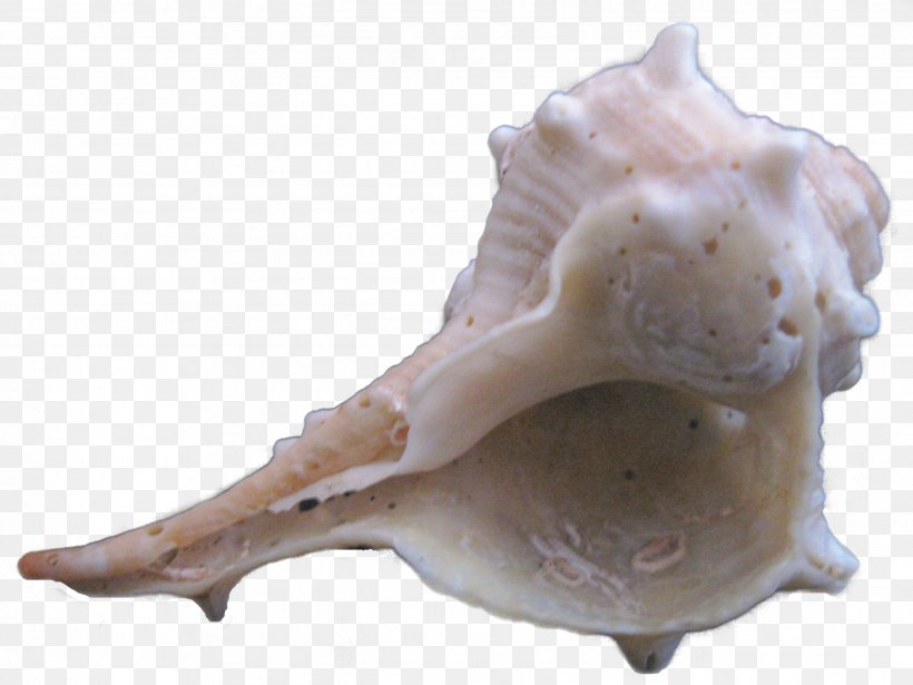 Download Sea Snail, PNG, 2646x1986px, 3d Computer Graphics, Sea Snail, Alien, Conch, Gratis Download Free