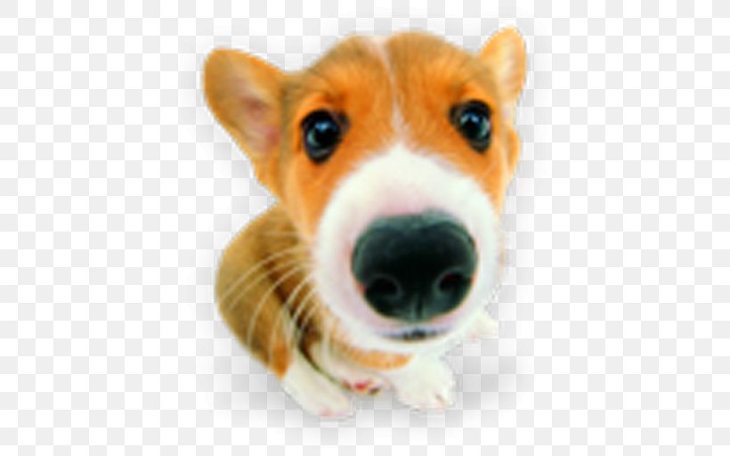 Puppy Pembroke Welsh Corgi Shih Tzu Labrador Retriever, PNG, 512x512px, Puppy, Cardigan Welsh Corgi, Carnivoran, Companion Dog, Cuteness Download Free