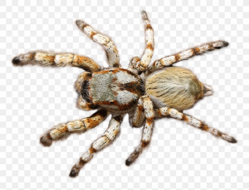 Spider Tarantula, PNG, 1800x1374px, Spider, Angulate Orbweavers, Animal, Arachnid, Araneus Download Free