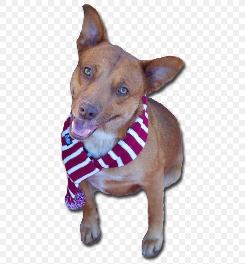 Dog Breed American Pit Bull Terrier Dog Collar, PNG, 453x883px, Dog Breed, American Pit Bull Terrier, Breed, Carnivoran, Collar Download Free