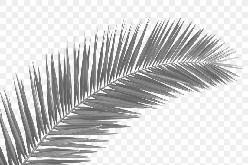 Palm Trees Palm-leaf Manuscript Clip Art Frond, PNG, 1000x667px, Palm Trees, Arecales, Blackandwhite, Branch, Eyelash Download Free