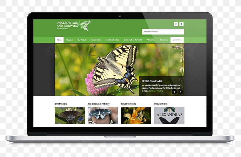 Web Design Web Project User Experience, PNG, 800x535px, Web Design, Academy, Advertising, Butterfly, Child Download Free