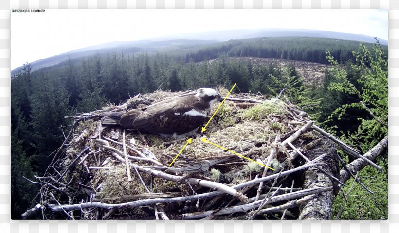 Eagle Ecosystem Fauna NEST+m Beak, PNG, 3004x1762px, Eagle, Beak, Bird, Bird Of Prey, Ecosystem Download Free
