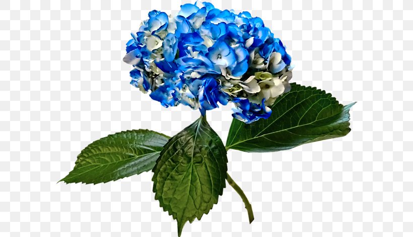 Hydrangea Duvet Carpet Cut Flowers Blue, PNG, 600x470px, Hydrangea, Blue, Cafepress, Cafepress Inc, Carpet Download Free