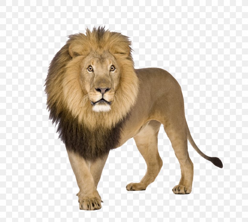 Lion Stock Photography Image Clip Art Royalty-free, PNG, 1000x896px, Lion, Animal Figure, Big Cats, Carnivore, Felidae Download Free