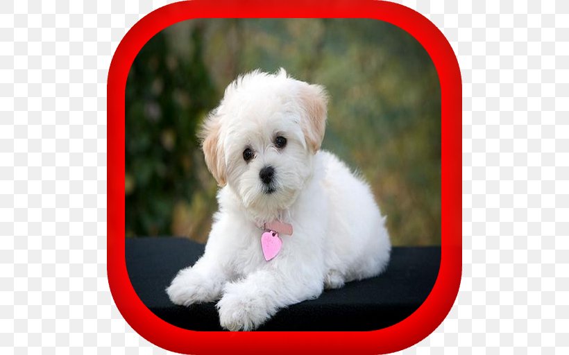 Maltese Dog Yorkshire Terrier Jack Russell Terrier Puppy Rat Terrier, PNG, 512x512px, Maltese Dog, Beagle, Bichon, Bichon Frise, Bolognese Download Free