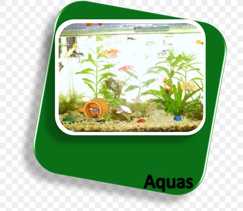 Freshwater Aquarium Ecosystem Fishkeeping Nutrient, PNG, 716x710px, Freshwater Aquarium, Aquarium, Chemically Inert, Ecosystem, Enzyme Substrate Download Free