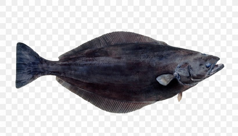 Norway Greenland Halibut Atlantic Halibut Turbot, PNG, 1160x667px, Norway, Atlantic Cod, Atlantic Halibut, Atlantic Wolffish, Cod Download Free