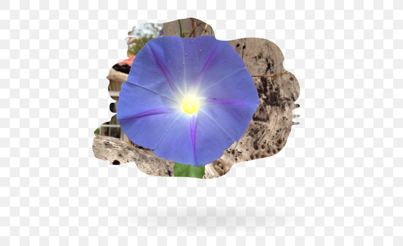 Pansy Individual Decision-making Purple Antwoord, PNG, 500x500px, Pansy, Antwoord, Decisionmaking, Flower, Flowering Plant Download Free