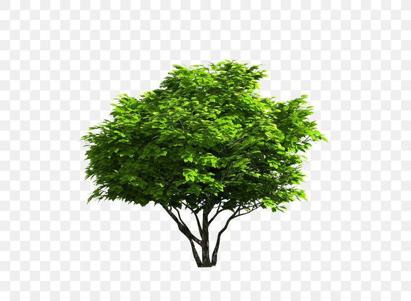 Vector Graphics Image Stock Photography Royalty-free, PNG, 600x600px, Stock Photography, Branch, Grass, Leaf, Plane Tree Family Download Free