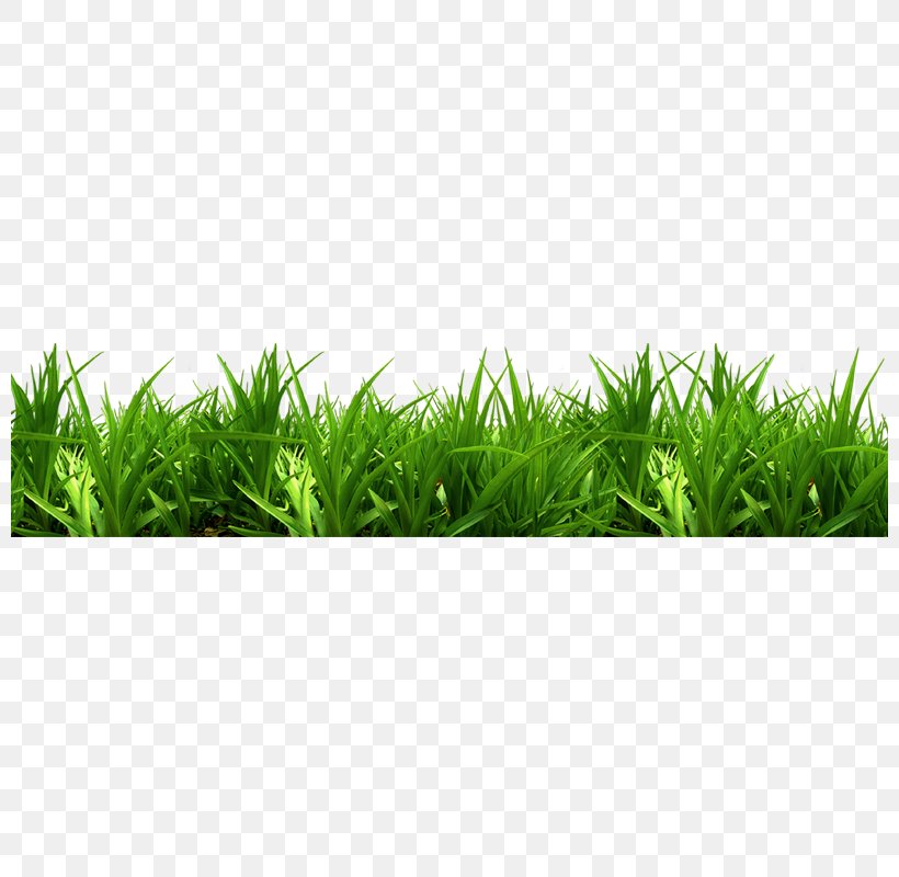 Bench Park Clip Art, PNG, 800x800px, Bench, Fence, Furniture, Grass, Grass Family Download Free