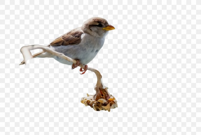 Bird Beak Perching Bird Songbird House Sparrow, PNG, 2436x1644px, Watercolor, Atlantic Canary, Beak, Bird, Finch Download Free