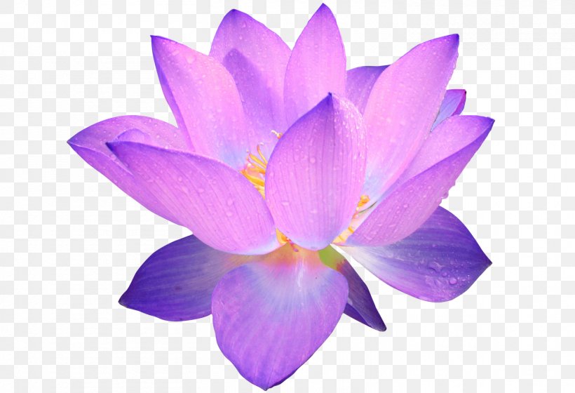 Flower Nelumbo Nucifera Purple Clip Art, PNG, 1462x1000px, Flower, Blue, Cattleya, Color, Crocus Download Free