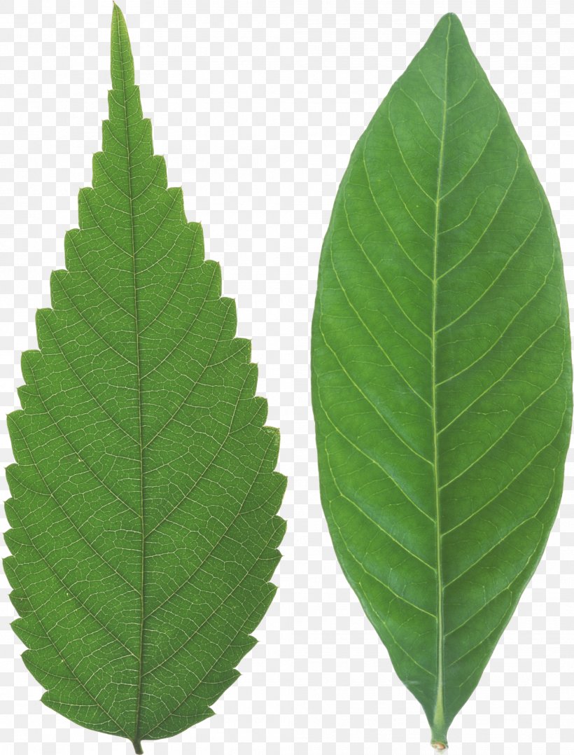 Green Leaf Background, PNG, 2019x2656px, Japanese Zelkova, Branch, Dicotyledon, Elm, Elm Leaf Beetle Download Free