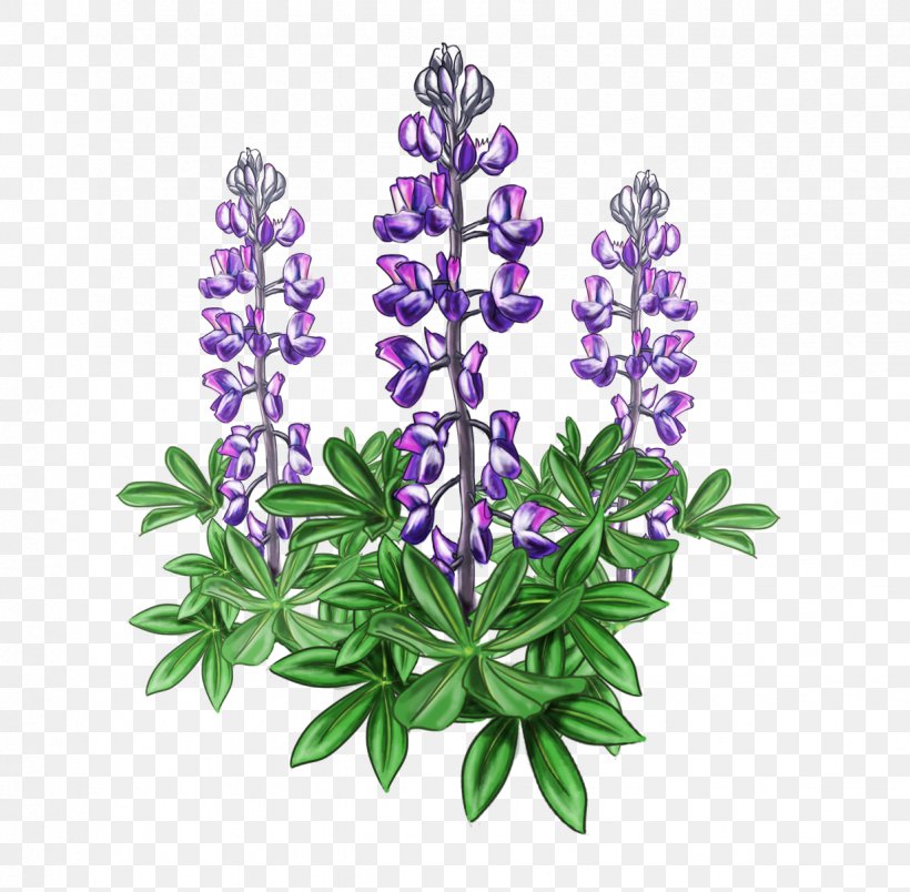 Lupine Bluebonnet Alaska Plant Violet, PNG, 1234x1210px, Lupine, Alaska, Art, Bluebonnet, Common Sage Download Free