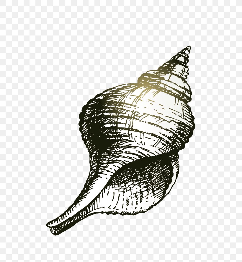Seashell Drawing Illustration, PNG, 687x886px, Seashell, Black And White, Cartoon, Conch, Conchology Download Free