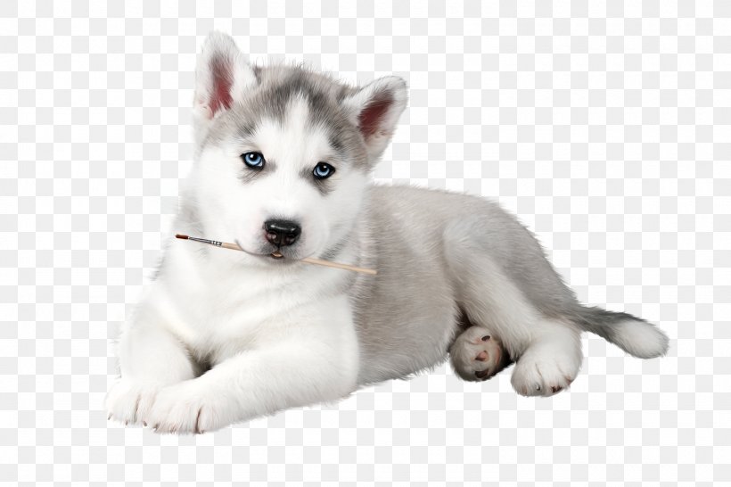 Siberian Husky Dog White Dog Breed Puppy, PNG, 1500x1000px, Siberian Husky, Dog, Dog Breed, Puppy, Sakhalin Husky Download Free