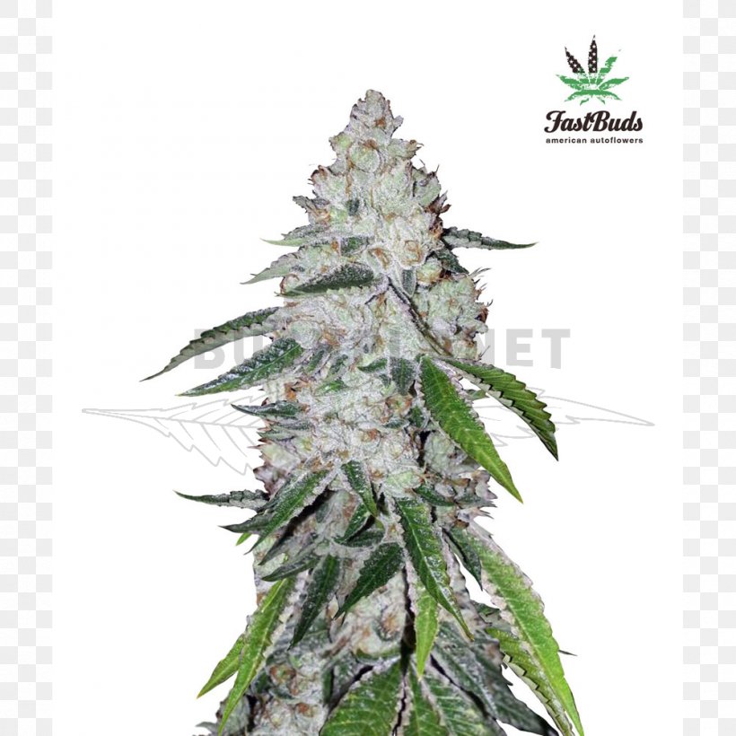 West Coast Of The United States Autoflowering Cannabis Seed Bank, PNG, 1000x1000px, West Coast Of The United States, Autoflowering Cannabis, Blue Dream, Cannabis, Cannabis Ruderalis Download Free