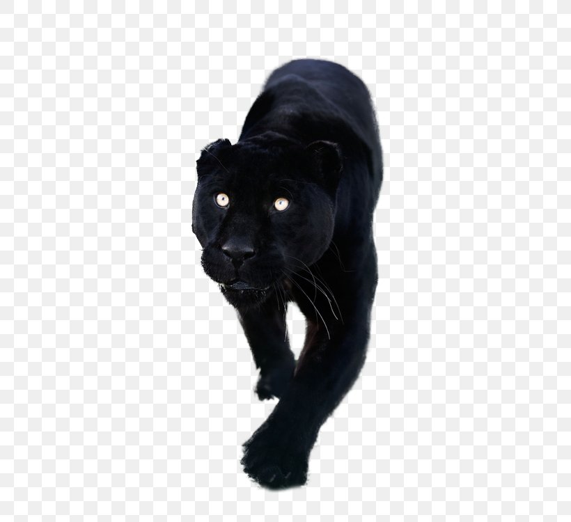 Black Panther Lion Leopard YouTube, PNG, 500x750px, Black Panther, Big Cats, Black, Black Cat, Carnivoran Download Free