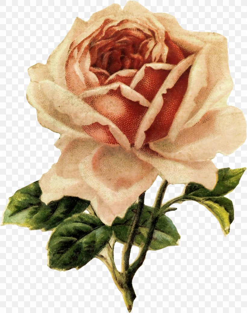 Vintage Винтейдж роза
