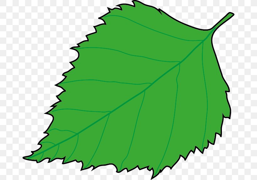 Leaf Plant Stem Tree Clip Art, PNG, 676x576px, Leaf, Flora, Grass, Green, Organism Download Free