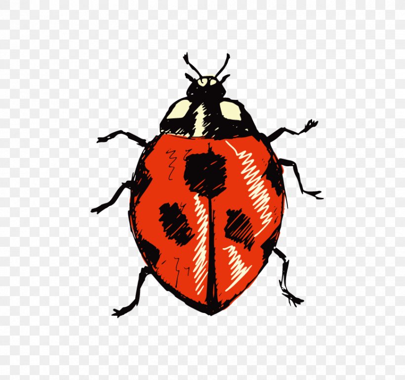 Beetle Ladybird Royalty-free Illustration, PNG, 868x816px, Beetle, Arthropod, Image Resolution, Insect, Invertebrate Download Free
