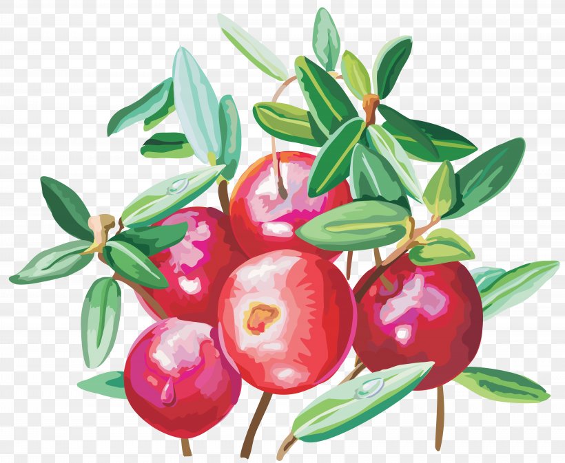 Cranberry Lingonberry Food Clip Art, PNG, 6806x5591px, Berry, Acerola Family, Apple, Auglis, Bilberry Download Free