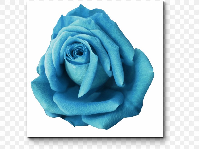 Blue Rose Garden Roses Stock Photography, PNG, 1400x1050px, Blue Rose, Aqua, Blue, Cut Flowers, Depositphotos Download Free
