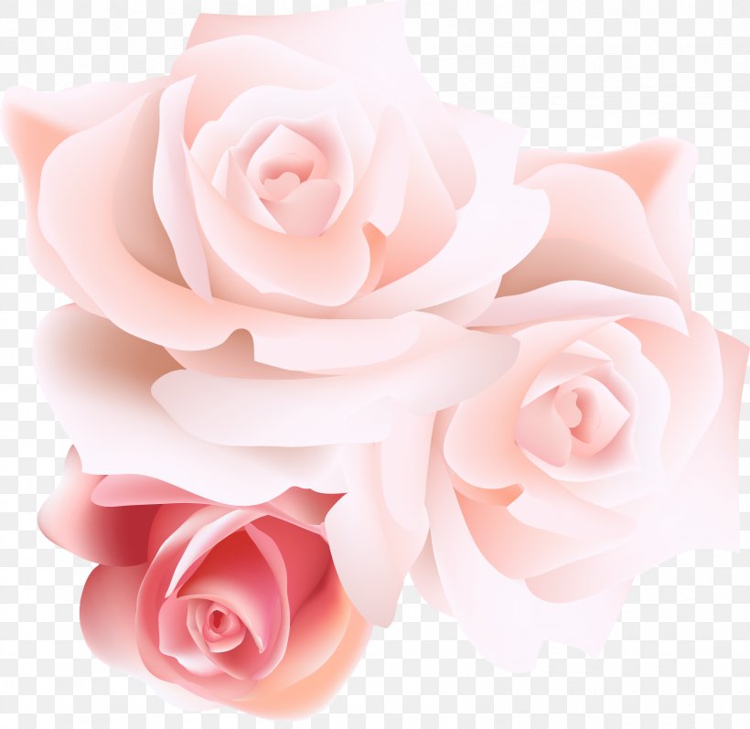 Garden Roses Centifolia Roses Beach Rose Pink, PNG, 1669x1623px, Garden Roses, Artificial Flower, Beach Rose, Centifolia Roses, Color Download Free