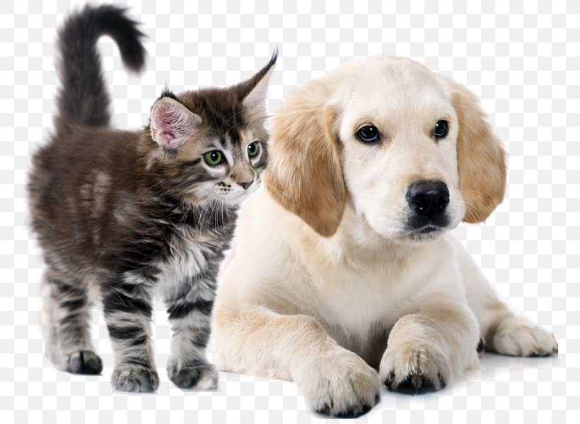 Golden Retriever Puppy Cat Dog Breed Whiskers Png 762x600px