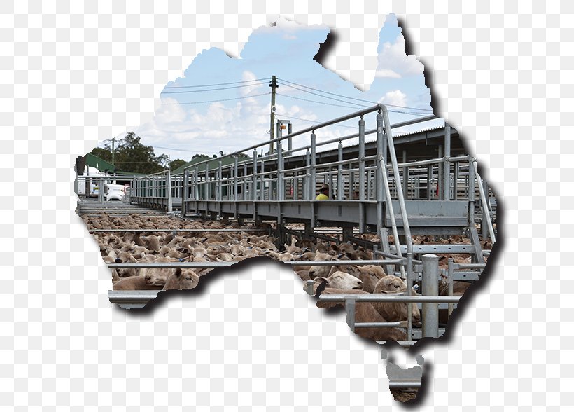 Australia Livestock Sheep Industry Cattle, PNG, 648x588px, Australia, Business, Cattle, Industry, Information Download Free