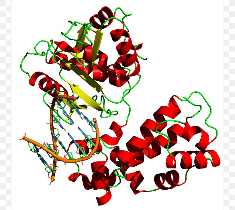 DNA Polymerase DNA Replication Taq Polymerase, PNG, 738x734px, Dna Polymerase, Area, Artwork, Base Pair, Dna Download Free
