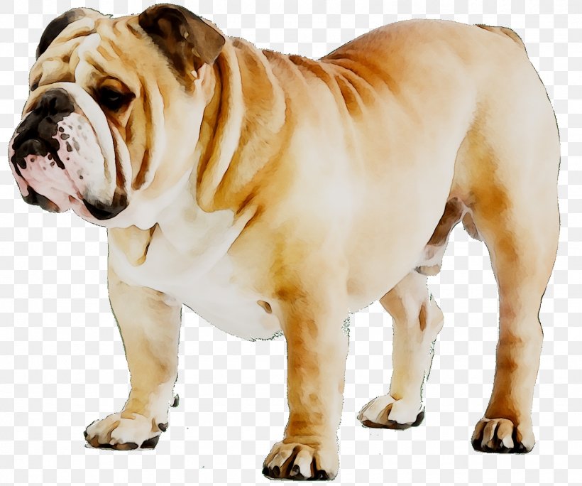 bulldog dog breed
