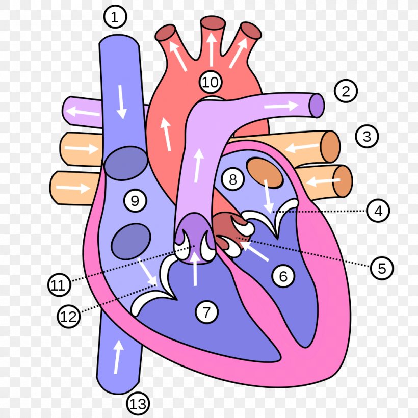 Heart Human Body Anatomy Diagram Vein, PNG, 1000x1000px, Watercolor, Cartoon, Flower, Frame, Heart Download Free