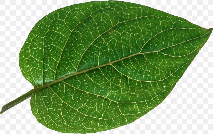 Leaf Vascular Bundle Bladnerv Root Plant, PNG, 1155x729px, Leaf, Bladnerv, Herb, Mint, Plant Download Free