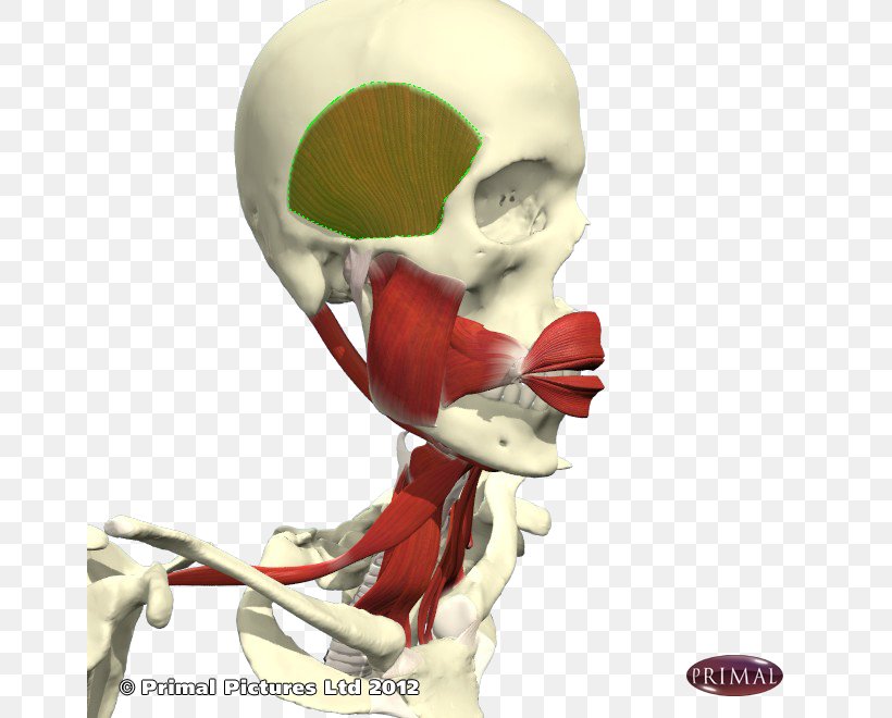 Skeleton Bone Joint Muscle Jaw, PNG, 660x660px, Skeleton, Bone, Character, Fiction, Fictional Character Download Free
