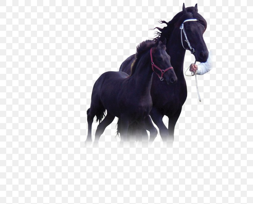 Stallion Friesian Horse Mustang Mare Pony, PNG, 563x663px, Stallion, Bridle, Foal, Friesian Horse, Frisians Download Free