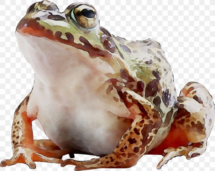American Bullfrog True Frog Toad Terrestrial Animal, PNG, 1135x906px, American Bullfrog, Amphibian, Anaxyrus, Animal, Beaked Toad Download Free