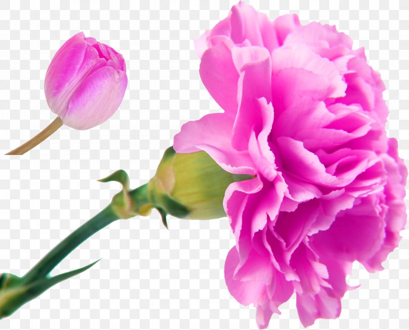 Carnation Edible Flower Birth Flower Plant Symbolism, PNG, 1282x1035px, Carnation, Arumlily, Birth Flower, Caryophyllaceae, Cut Flowers Download Free