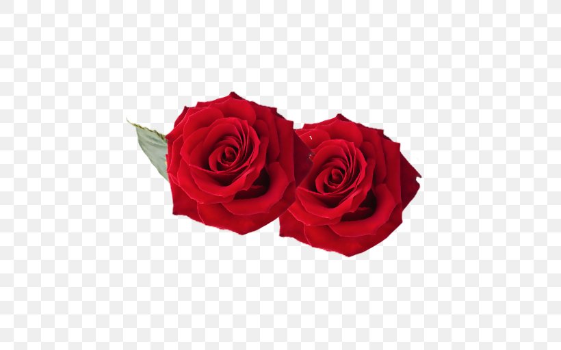 Garden Roses Flower Design Image, PNG, 507x512px, Garden Roses, Cabbage Rose, Cut Flowers, Floral Design, Floristry Download Free